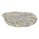 Ostrica Scultura Legno Grigio 20x25x3cm