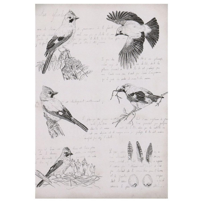 Gravure Ancienne