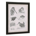 Woodcock engraving 50X40