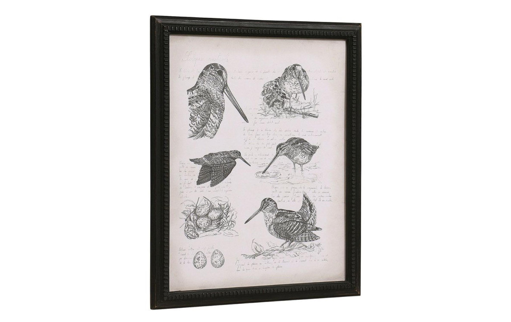 Gravure Bécasse 50X40